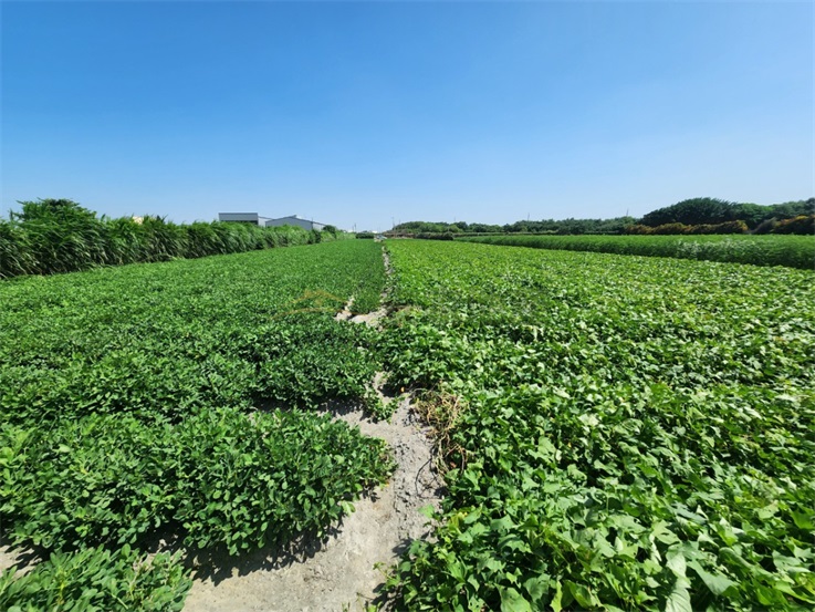 福興西濱方正2分田房屋室內格局與周邊環境
