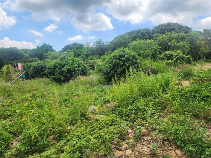 百果山1.8分方正農地房屋室內格局與周邊環境